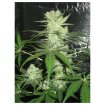 Auto King Kong