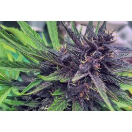 Purplediol Auto CBD