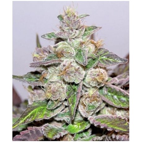 Mendocino Purple Kush