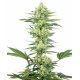 White Gorilla Haze