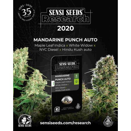 Mandarine Punch Auto