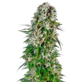 Big Bud Auto