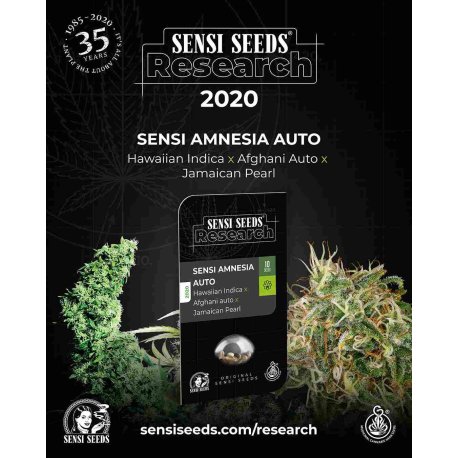 Sensi Amnesia Auto