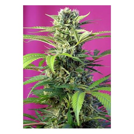 Chem Beyond Diesel CBD