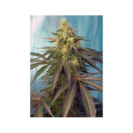 Semillas Cream Caramel CBD