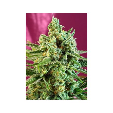 Sweet Afghani Delicious CBD