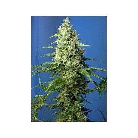 Honey Peach Auto CBD 