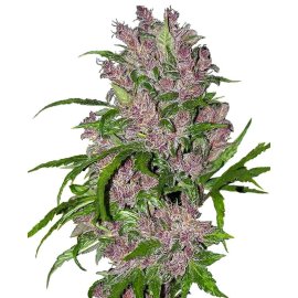 Purple Bud Automatic