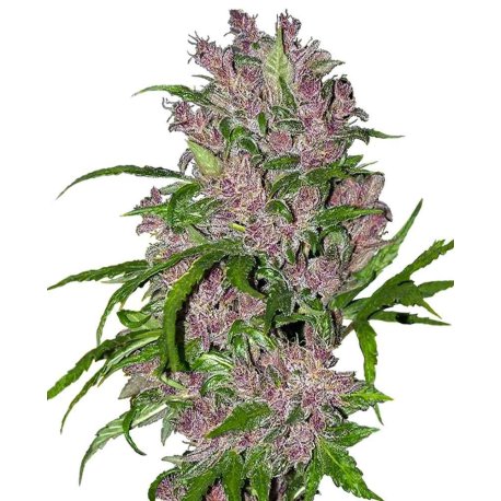 Purple Bud Automatic