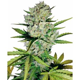 Skunk 1 Automatic