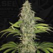 S.A.G.E CBD