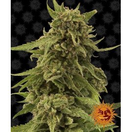 CBD Critical Cure