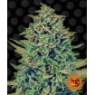 CBD Blue Shark