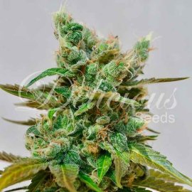 Honeybells CBD