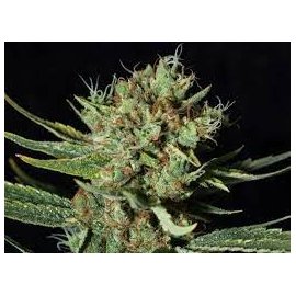 Only CBD
