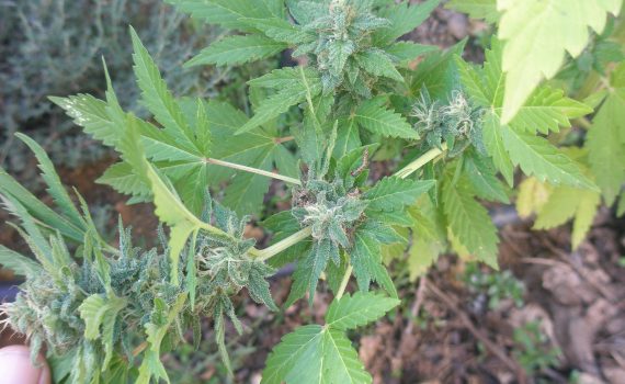 Oruga en hoja de planta de marihuana con cogollos