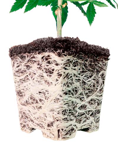 Raices de marihuana sanas
