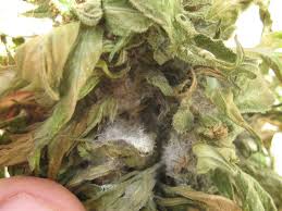 Cogollo podrido por la Botrytis