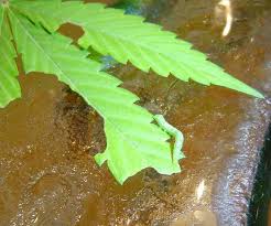 Hoja de marihuana mordida por oruga
