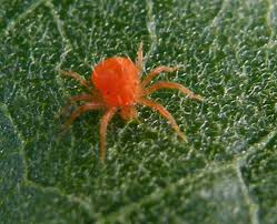 Araña roja sobre hoja de marihuana