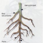 Raices de Cannabis de semilla y sus partes