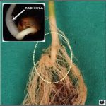Raices que genera una semilla de marihuana