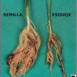 Comparativa de raices de semilla y esqueje