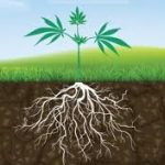 Raices de Cannabis bajo tierra en exterior