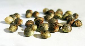 Semillas de marihuana