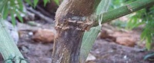 Fusarium en marihuana