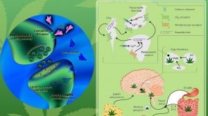 Sistema Endocannabinoide humano