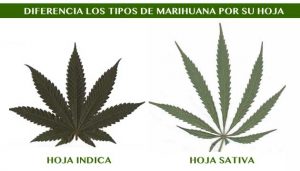 Hojas de Sativa e Indica