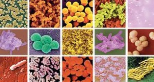 Microorganismos en todos los seres vivos
