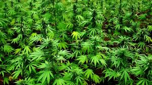 Cultivo de marihuana exterior