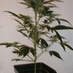 Planta de cannabis con poda realizada