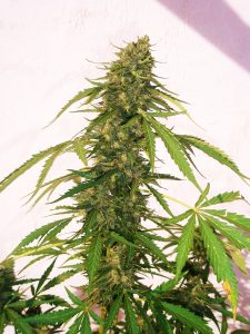 Jack Herer x Critical Auto Jack HererxCritical autofloreciente,buena productora