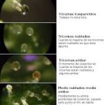 Cambios de coloración en la maduración de la resina