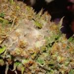 Cogollo invadido de Botrytis