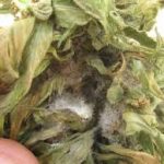 Cogollo de Cannabis infectado de botrytis