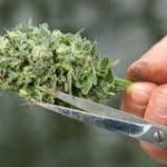 Manicurado de marihuana con tijeras.