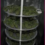 Secador de marihuana lleno de cogollos