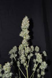 Planta manicurada sin hojas,lista para corta