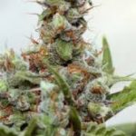 Marihuana feminizada Blue Shark CBD