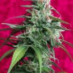 Semilla CBD feminizada Juanita la Lagrimosa
