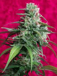 Semilla CBD feminizada Juanita la Lagrimosa