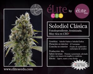 Semillas feminizadas de Solodiol CBD,con un 24% de CBD y -1% de THC