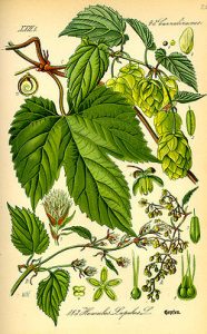 Lamina botanica del Lupulo