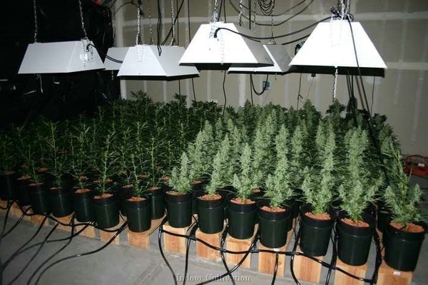 Cultivo interior con dos fases de floracion