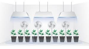 Ventiladores para mover las plantas y mezclar el aire