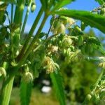 Floración de Marihuana macho